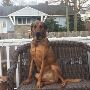 Fundraising Page: Danielle Dollar